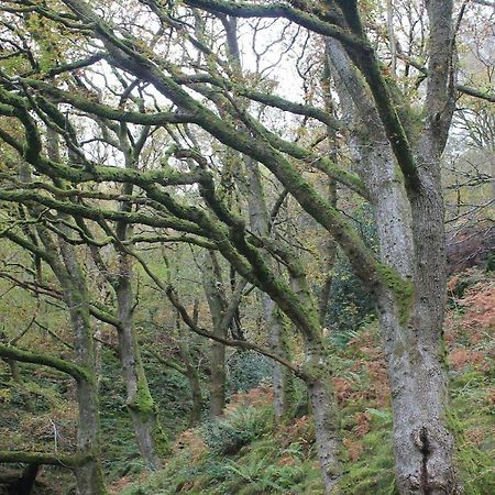 Relaxing Pet Friendly 2-Bed Cottage In Rhandirmwyn Llandovery Eksteriør bilde